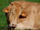 varia dieren 2022